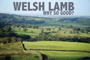 welshlamb